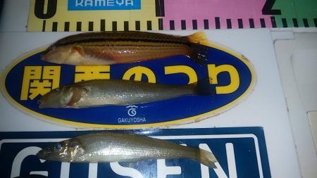 東二見人工島のキスが釣れません(・・?