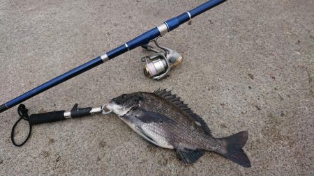 落とし込みチヌ