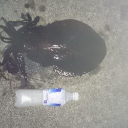 夕まずめ狙いで行って来ました！