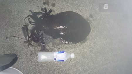 夕まずめ狙いで行って来ました！