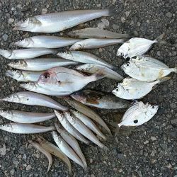 津居山漁港小島岸壁へリベンジ釣行