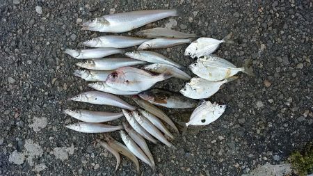 津居山漁港小島岸壁へリベンジ釣行