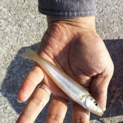 ちょい投げで、いろいろ釣れたのですが、アジ狙い・・・。