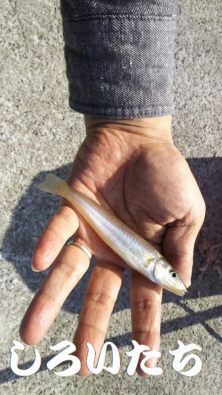 ちょい投げで、いろいろ釣れたのですが、アジ…