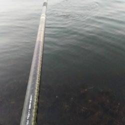 なれない、フカセ釣り。