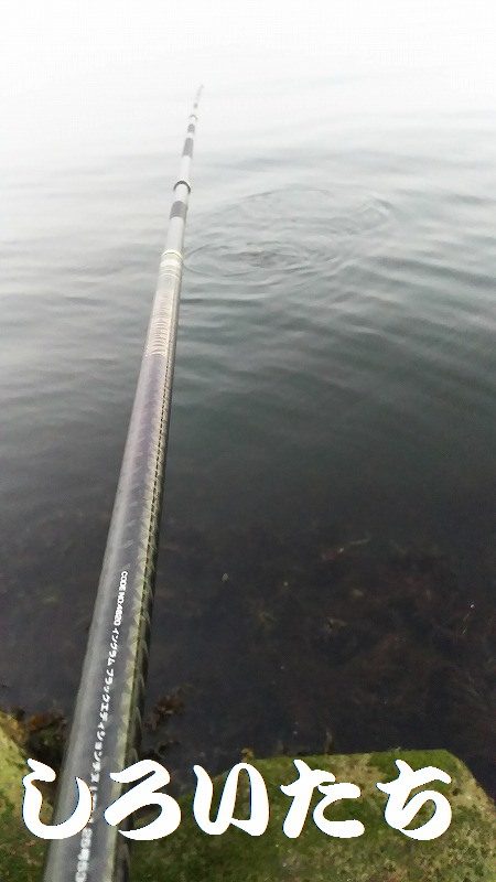 なれない、フカセ釣り。