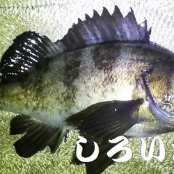 2日目もキスを狙うが・・・。