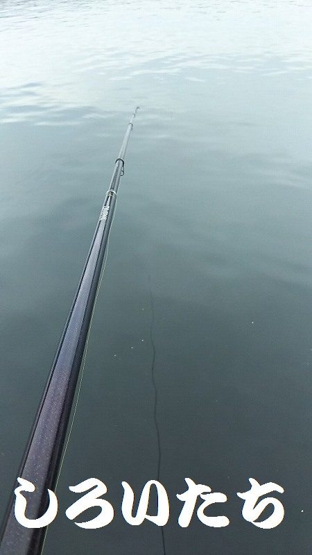 今日は、アジ狙い。