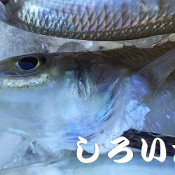 夜にはキスを狙いました。