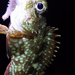 ガッシー、移動してキス。