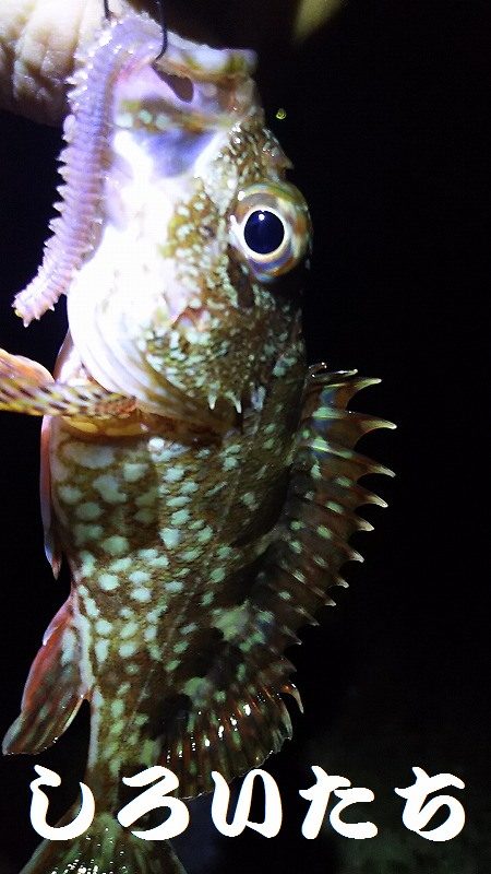 ガッシー、移動してキス。