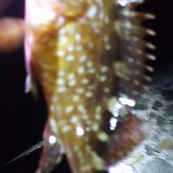 梅雨の短時間釣行。