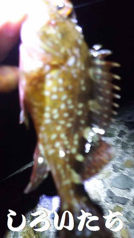 梅雨の短時間釣行。