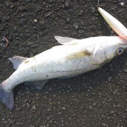 晴天のトップシーバスコラボで4匹ゲットw