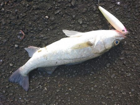 晴天のトップシーバスコラボで4匹ゲットw