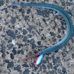 トップの外道といえば。