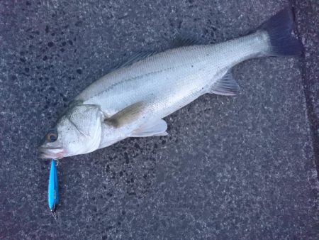 仕事帰りにサクッと、夕マズメもトップ好調w…