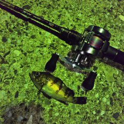 マゴチを釣りに行ったはずが…