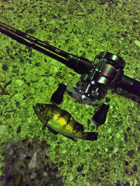 マゴチを釣りに行ったはずが…