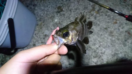 夜中メバリング