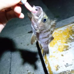 早朝メバリング