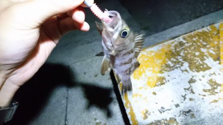 早朝メバリング