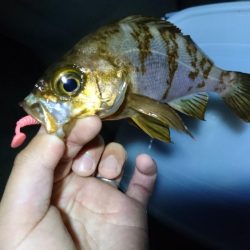 夕方メバリング