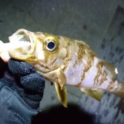 まだまだメバリング