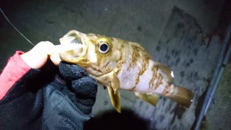 まだまだメバリング