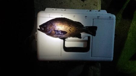 サンキューラブリーメバルちゃん