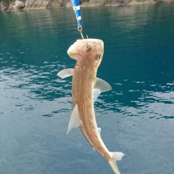 春アオリを求めて