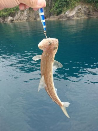 春アオリを求めて