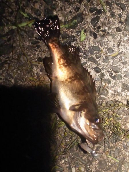 こんなにも違うのか