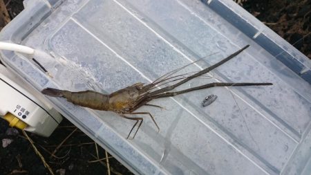 テナガエビ釣り