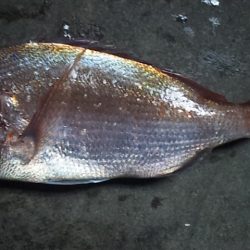 久しぶりの真鯛だ~