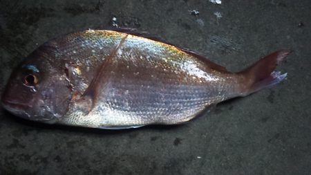 久しぶりの真鯛だ~