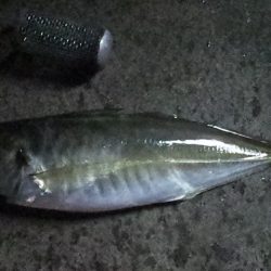 小あじは無限に