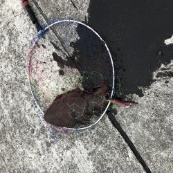 エギング歴1週間！4杯目