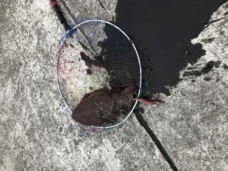 エギング歴1週間！4杯目