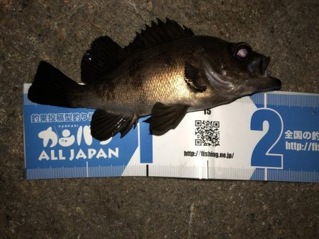 まだまだメバリング