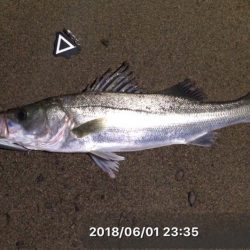 サーフシーバス