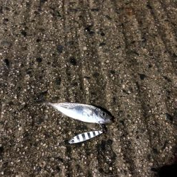 雨の中でナイトアジング