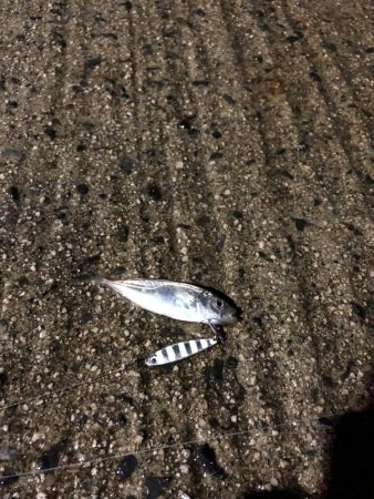 雨の中でナイトアジング