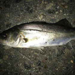 ちょっとだけリベンジ？