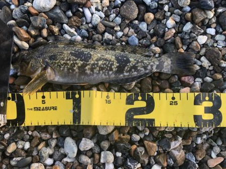 もうちょいでポン！