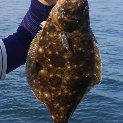 ヒラメ高確率！