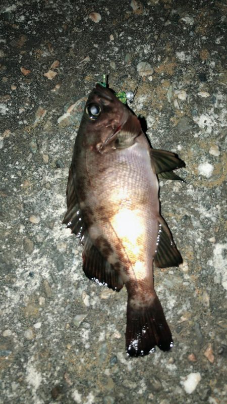 まだまだまだまだメバリング