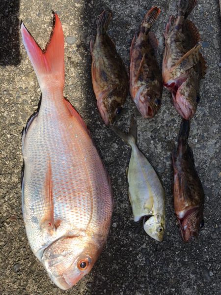 オカッパリ真鯛！！