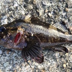 ガシラ入れ食い！