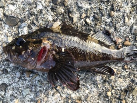 ガシラ入れ食い！